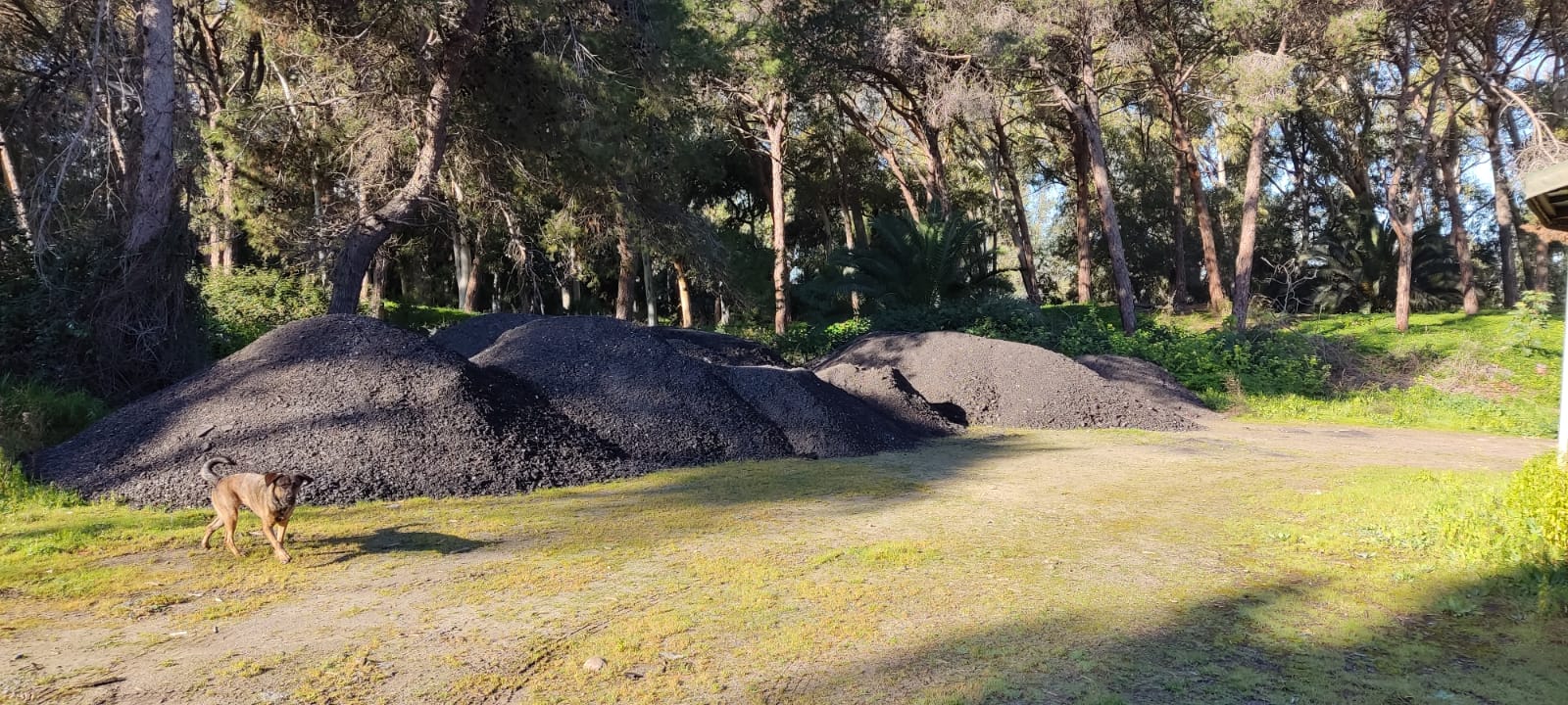 Boschetto della Playa, abbandonati cumuli di asfalto e sfalci di potatura<br>La terza commissione consiliare: «Se non saranno rimossi, denunceremo»