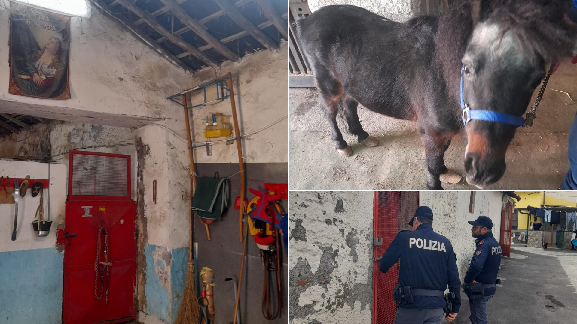 San Cristoforo, sequestrate due stalle abusive in via delle Calcaree<br>Carenza di condizioni igieniche e spazi inadeguati per i cavalli